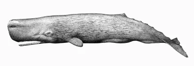 Image of a Sperm Whale by Linda Cox