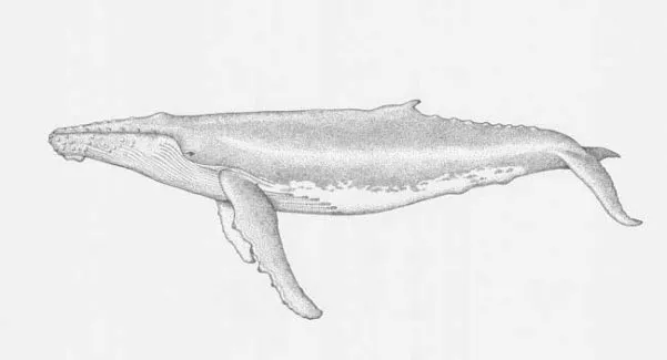Image of a Humpback Whale