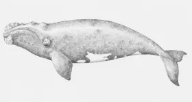 Image of a Southern RIght Whale