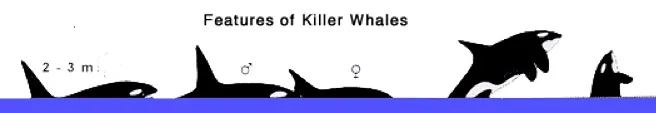 Features of an Orca